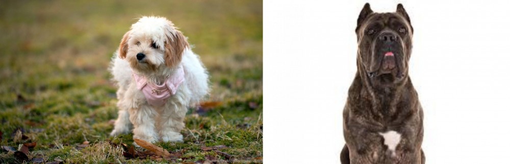 Cane Corso vs West Highland White Terrier - Breed Comparison