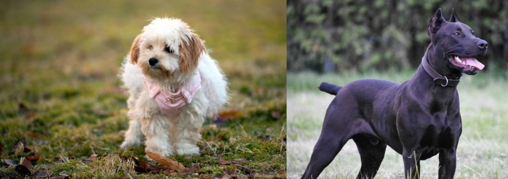 Canis Panther vs West Highland White Terrier - Breed Comparison