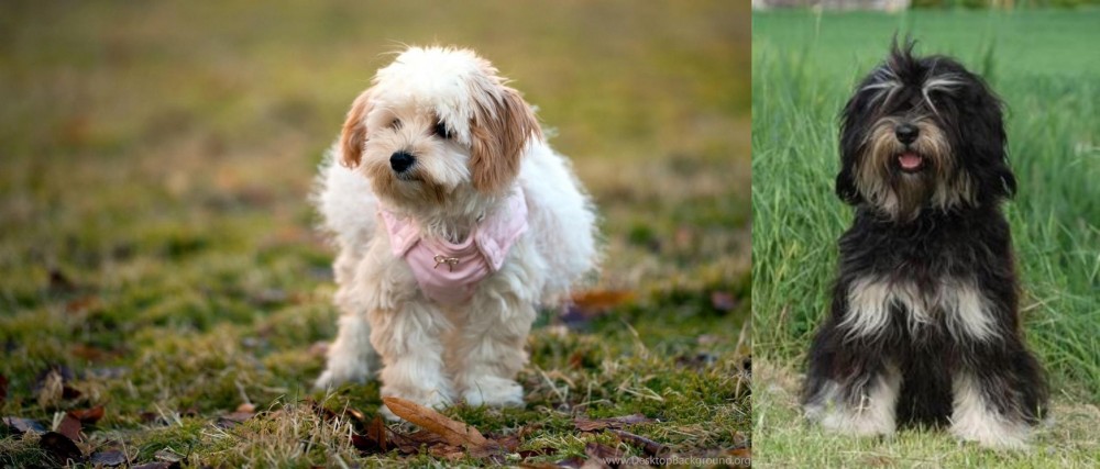 Cao da Serra de Aires vs West Highland White Terrier - Breed Comparison