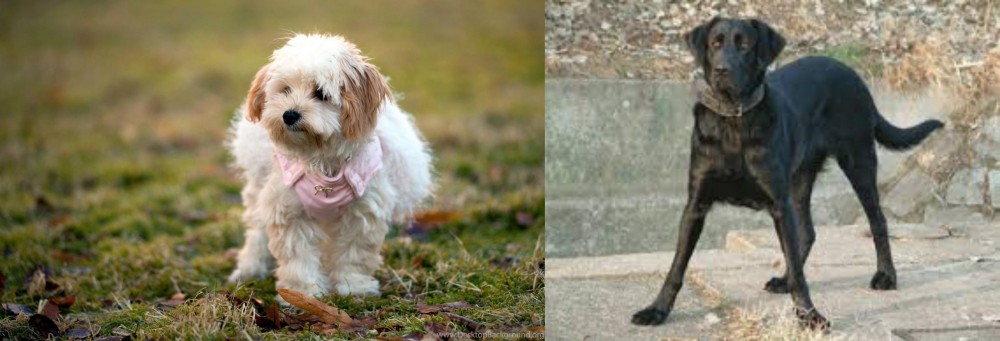 Cao de Castro Laboreiro vs West Highland White Terrier - Breed Comparison