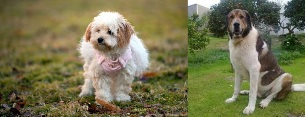 Cao de Gado Transmontano vs West Highland White Terrier - Breed Comparison