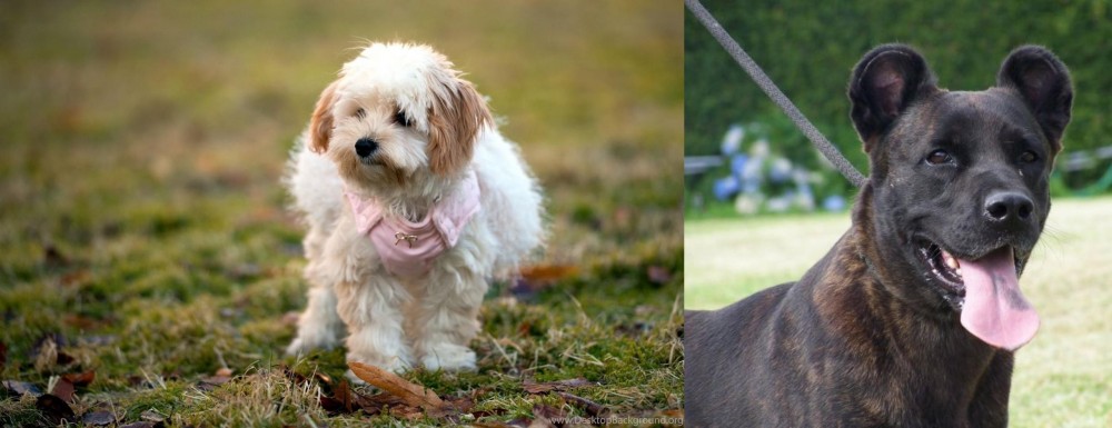 Cao Fila de Sao Miguel vs West Highland White Terrier - Breed Comparison