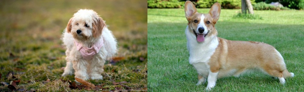 Cardigan Welsh Corgi vs West Highland White Terrier - Breed Comparison