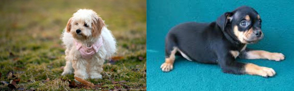 Carlin Pinscher vs West Highland White Terrier - Breed Comparison