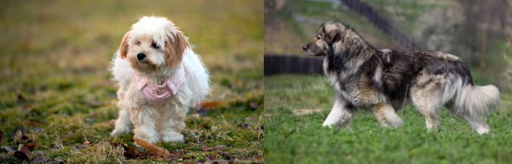 Carpatin vs West Highland White Terrier - Breed Comparison