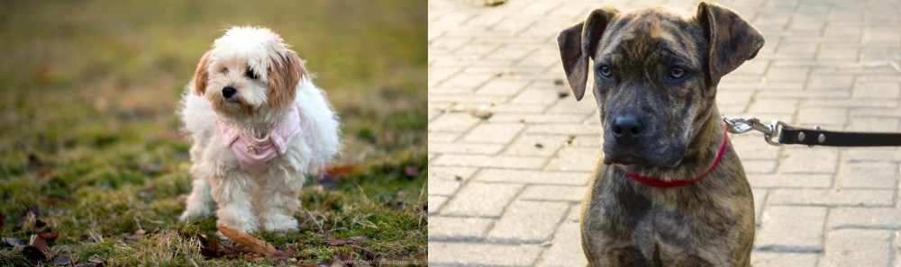 Catahoula Bulldog vs West Highland White Terrier - Breed Comparison