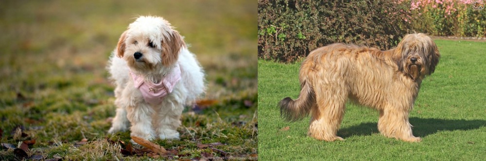 Catalan Sheepdog vs West Highland White Terrier - Breed Comparison
