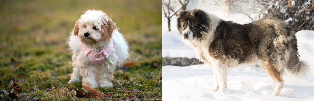 Caucasian Shepherd vs West Highland White Terrier - Breed Comparison