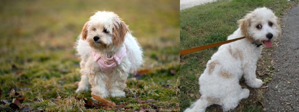 Cavachon vs West Highland White Terrier - Breed Comparison