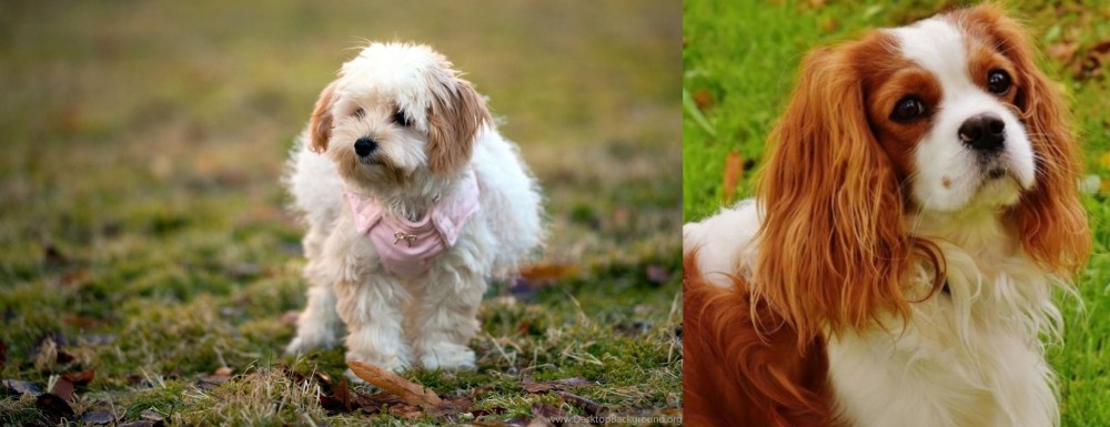 Cavalier King Charles Spaniel vs West Highland White Terrier - Breed Comparison
