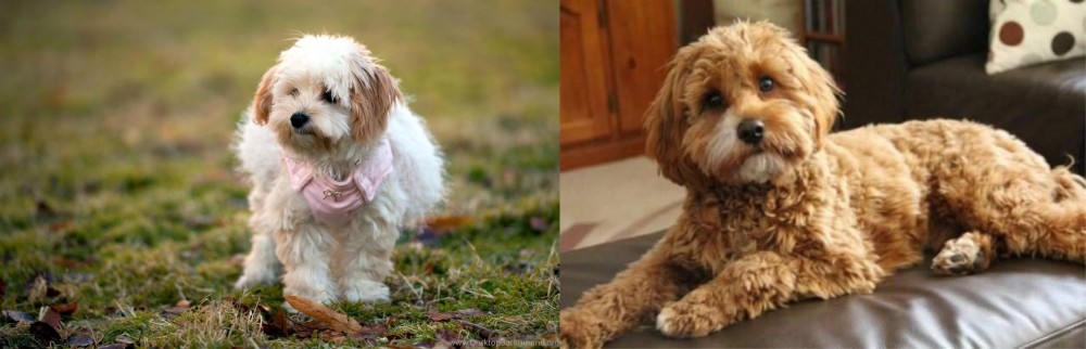 Cavapoo vs West Highland White Terrier - Breed Comparison
