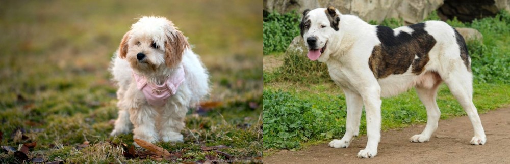 Central Asian Shepherd vs West Highland White Terrier - Breed Comparison