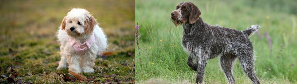 Cesky Fousek vs West Highland White Terrier - Breed Comparison
