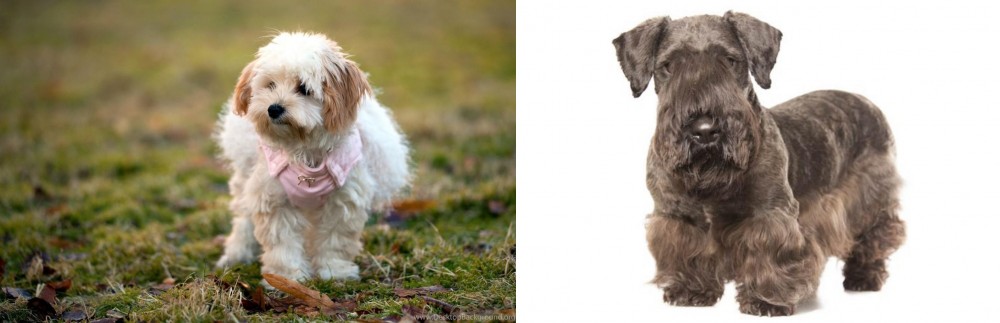 Cesky Terrier vs West Highland White Terrier - Breed Comparison