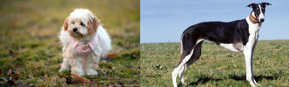 Chart Polski vs West Highland White Terrier - Breed Comparison