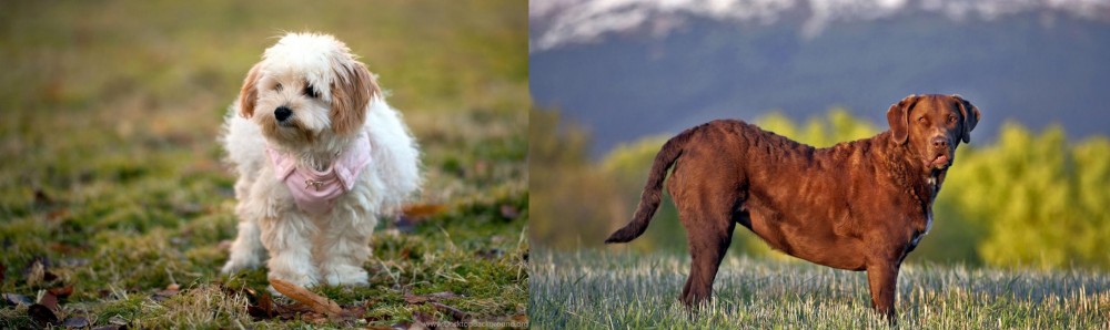 Chesapeake Bay Retriever vs West Highland White Terrier - Breed Comparison