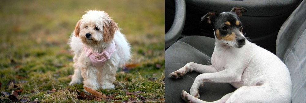 Chilean Fox Terrier vs West Highland White Terrier - Breed Comparison