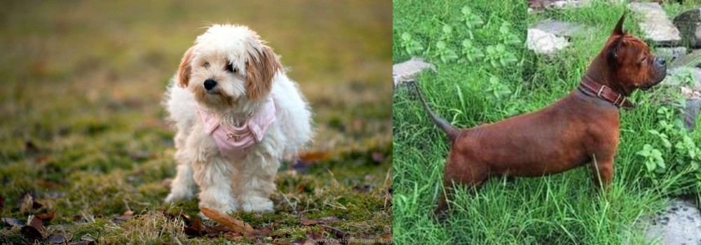 Chinese Chongqing Dog vs West Highland White Terrier - Breed Comparison