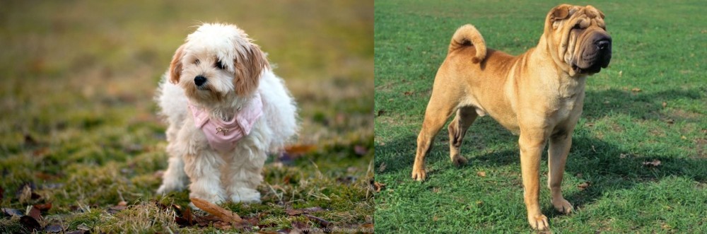 Chinese Shar Pei vs West Highland White Terrier - Breed Comparison