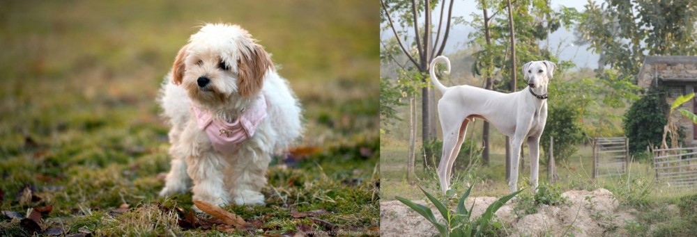 Chippiparai vs West Highland White Terrier - Breed Comparison