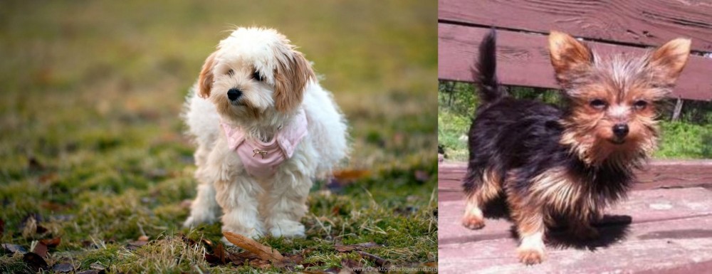 Chorkie vs West Highland White Terrier - Breed Comparison