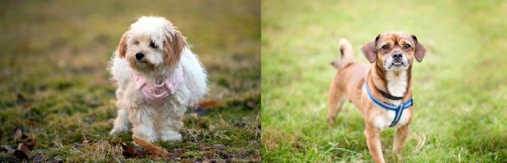 Chug vs West Highland White Terrier - Breed Comparison