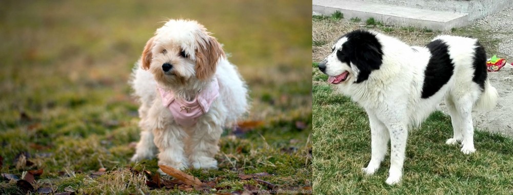 Ciobanesc de Bucovina vs West Highland White Terrier - Breed Comparison