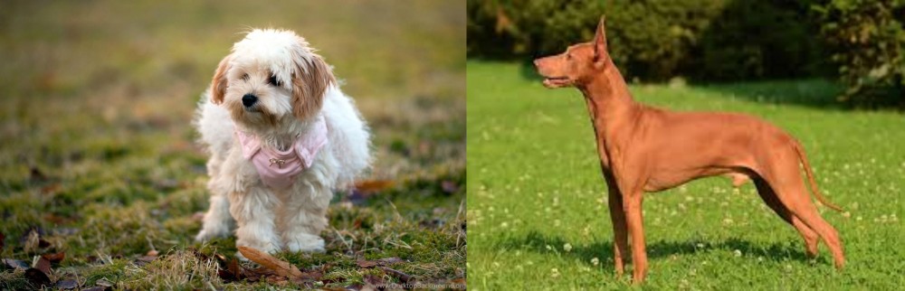 Cirneco dell'Etna vs West Highland White Terrier - Breed Comparison