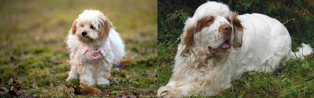 Clumber Spaniel vs West Highland White Terrier - Breed Comparison