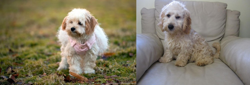 Cockachon vs West Highland White Terrier - Breed Comparison