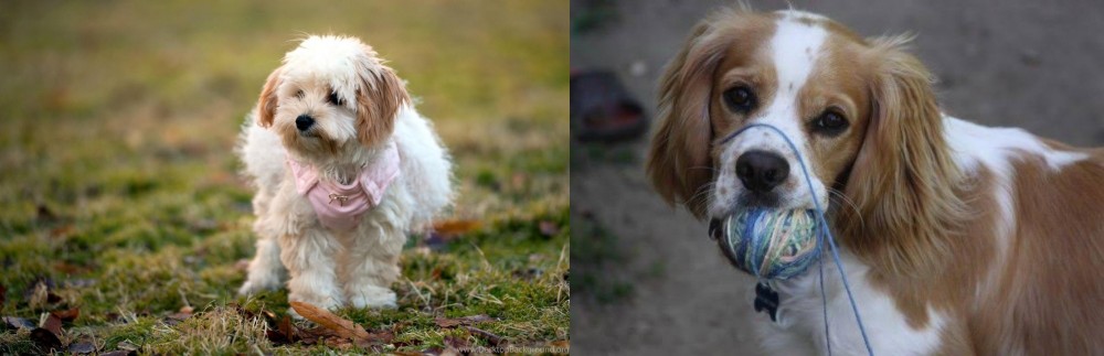 Cockalier vs West Highland White Terrier - Breed Comparison