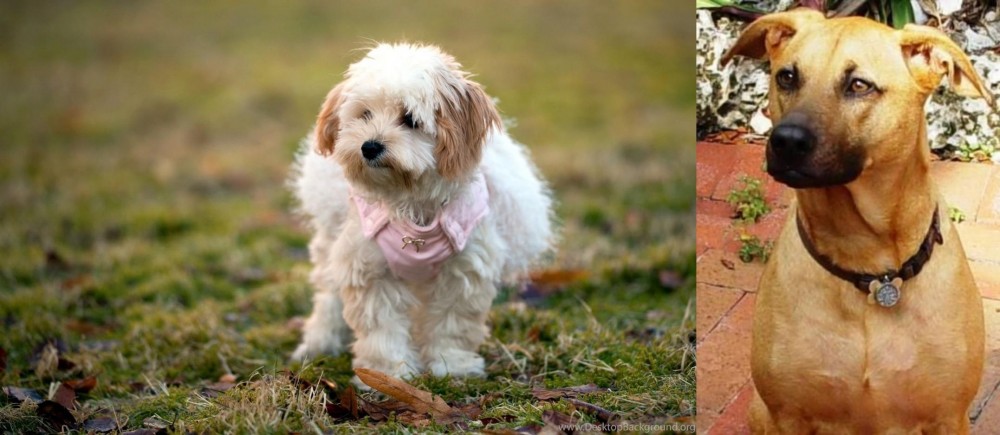 Combai vs West Highland White Terrier - Breed Comparison