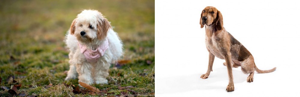 Coonhound vs West Highland White Terrier - Breed Comparison