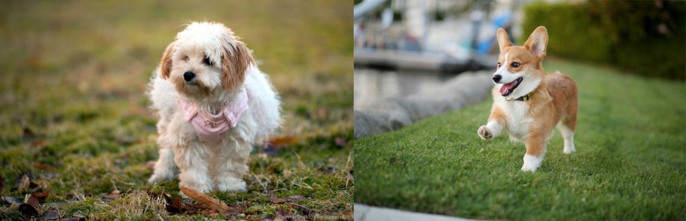 Corgi vs West Highland White Terrier - Breed Comparison