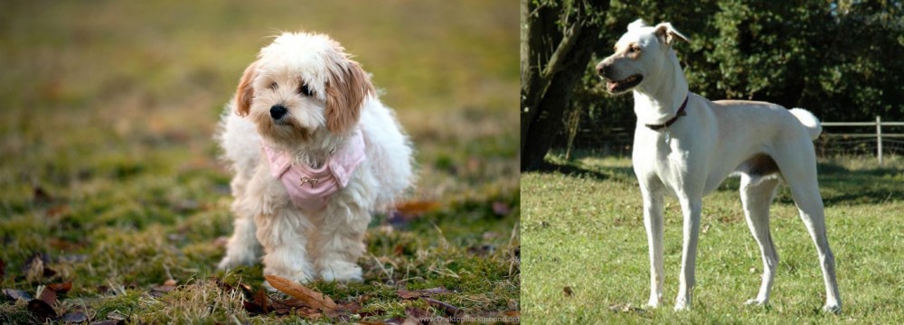 Cretan Hound vs West Highland White Terrier - Breed Comparison
