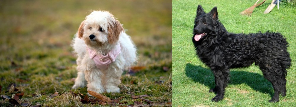 Croatian Sheepdog vs West Highland White Terrier - Breed Comparison
