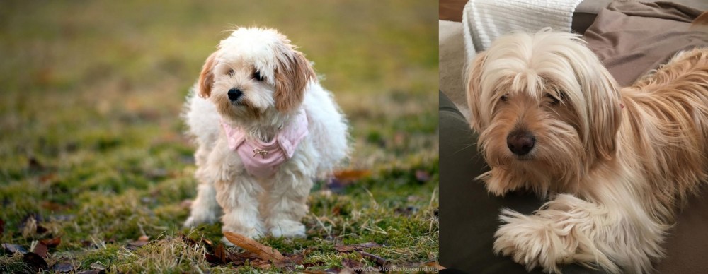 Cyprus Poodle vs West Highland White Terrier - Breed Comparison