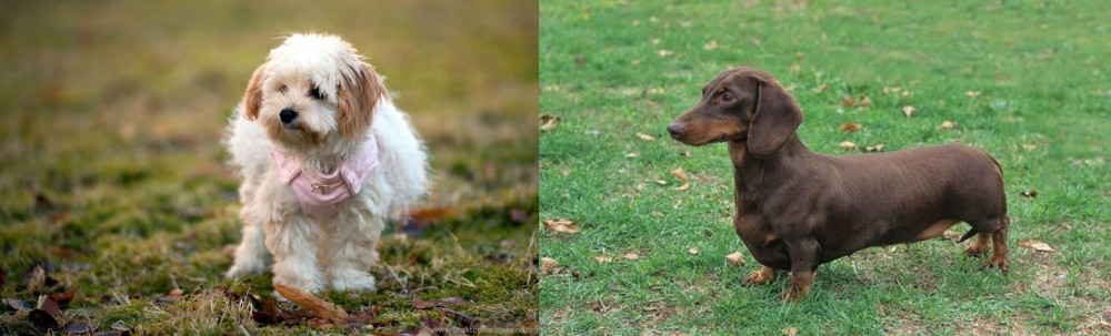 Dachshund vs West Highland White Terrier - Breed Comparison
