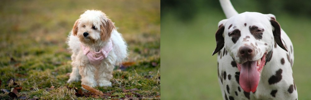 Dalmatian vs West Highland White Terrier - Breed Comparison