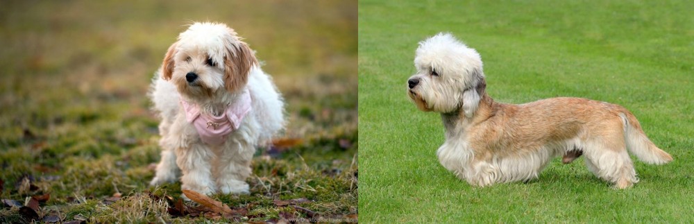 Dandie Dinmont Terrier vs West Highland White Terrier - Breed Comparison
