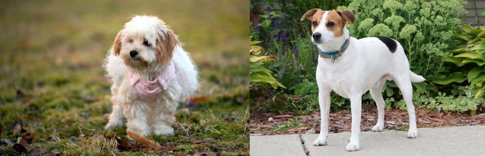 Danish Swedish Farmdog vs West Highland White Terrier - Breed Comparison