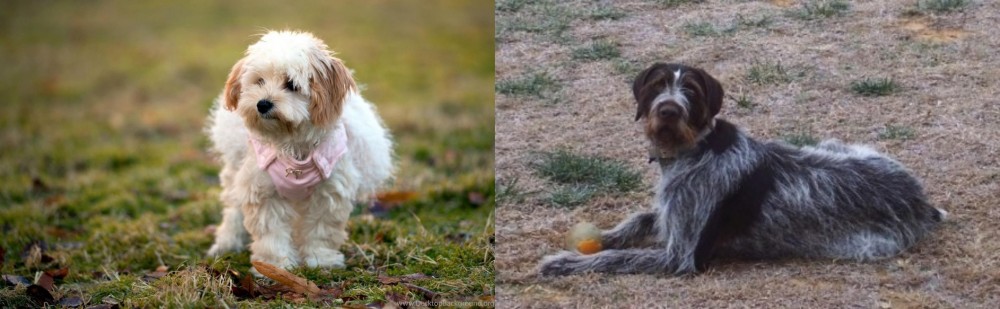 Deutsch Drahthaar vs West Highland White Terrier - Breed Comparison