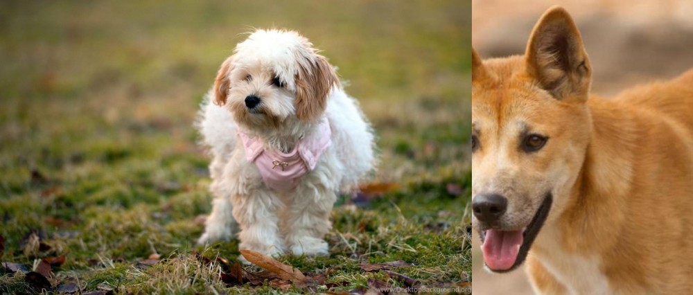 Dingo vs West Highland White Terrier - Breed Comparison