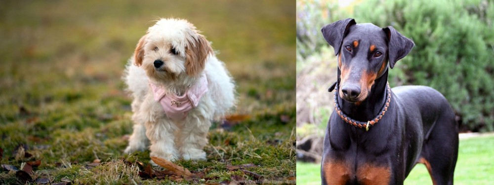 Doberman Pinscher vs West Highland White Terrier - Breed Comparison