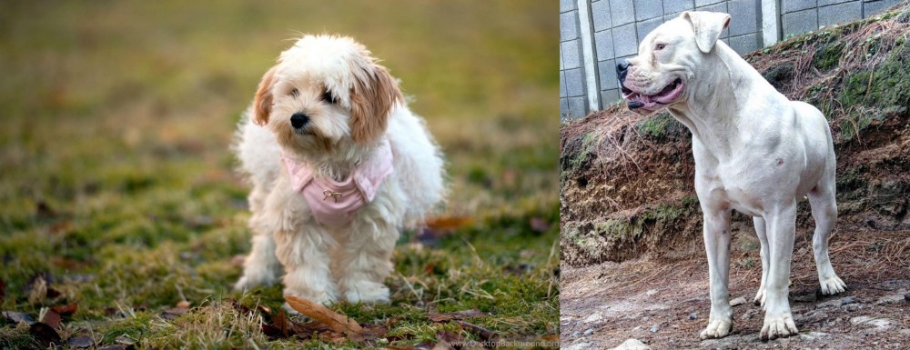 Dogo Guatemalteco vs West Highland White Terrier - Breed Comparison