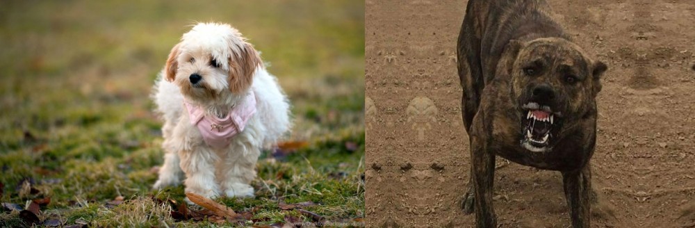 Dogo Sardesco vs West Highland White Terrier - Breed Comparison