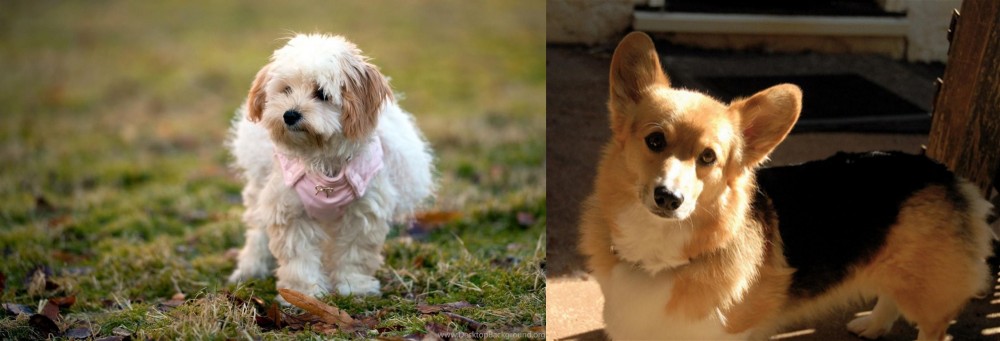 Dorgi vs West Highland White Terrier - Breed Comparison