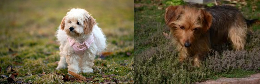 Dorkie vs West Highland White Terrier - Breed Comparison