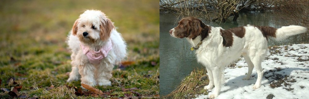 Drentse Patrijshond vs West Highland White Terrier - Breed Comparison