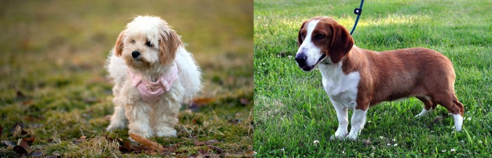 Drever vs West Highland White Terrier - Breed Comparison